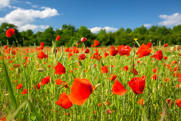 Blossom poppy flowers on the meadow