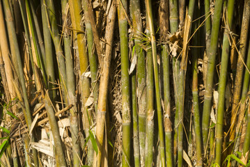 Bamboo green in Guatemala