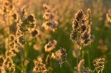 Obraz premium Grass at dawn in the field in the light of sunlight
