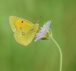 Clouded yellow