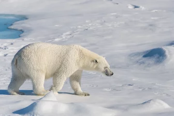 Crédence de cuisine en verre imprimé Ours polaire Polar bear on the pack ice