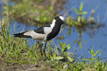 Blacksmith Lapwing in wetland, Africa