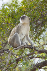 Vervet monkey sitting in a tree, Africa