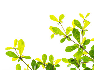 Fototapeta na wymiar Green leaf texture branch