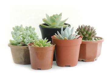 Various type of succulent cactus plant pots