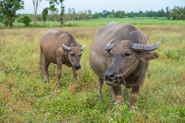 Naklejka na ściany i meble A female water buffalo with her one year old daughter