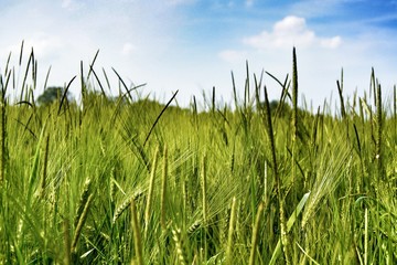 Obraz premium Feld