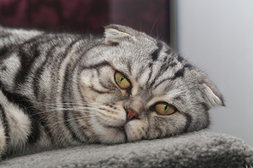 Portrait of a beautiful purebred housecat / British Shorthair kitten