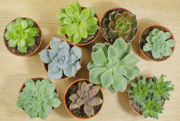 Various Type of Succulent Flowering Plant Pots