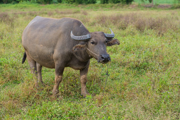 A female water buffalo with the nose rope isolated in the field