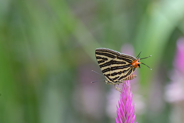Fototapeta na wymiar The Small Long-banded Silverline ,Beautiful butterfly as background
