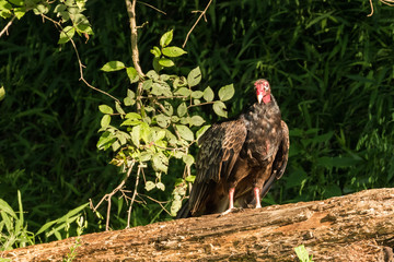 Turkey Vulture