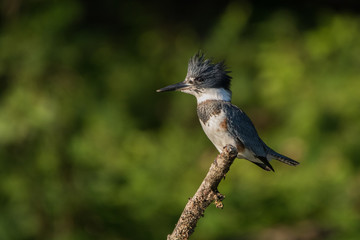 Belted Kingfisher