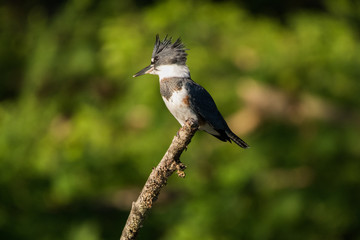 Belted Kingfisher