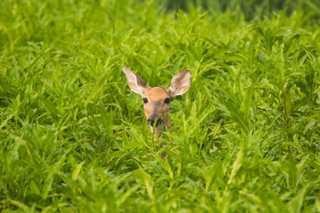 Deer in the Bush
