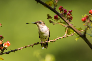 Female Ruby-Throated Hummingbird
