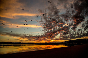 Birds at sunset