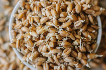 wheat sprouts in a white ceramic bowl standing on piece of fabric material.