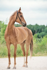 sportive chestnut  mare. summer