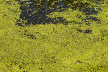 Green duckweed on the water surface