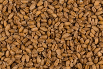 whole background of wheat grain