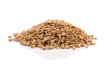 Wheat grain on white