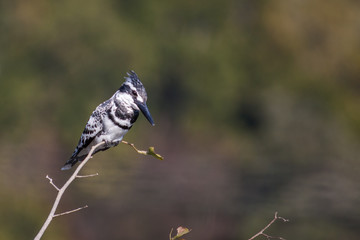 Pied Kingfisher