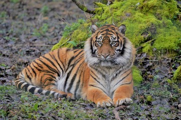 Fototapeta na wymiar Tigre de Sibérie