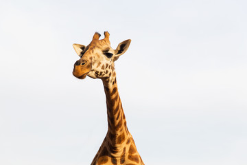 giraffe in africa