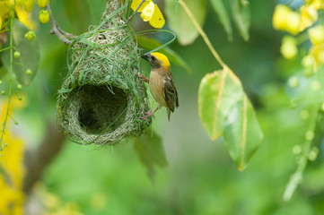 Asian Golden-Weaver with Nesting