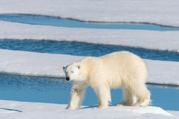 Polar bear on the pack ice