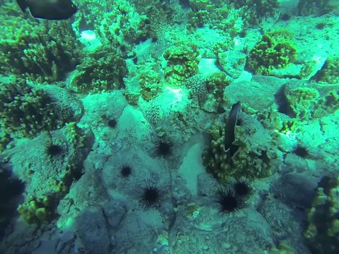 Scuba diving 