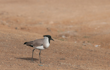 River Lapwing; Vanellus duvaucelii on the ground