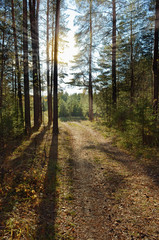 The path through the pine forest in the rays of the sun.