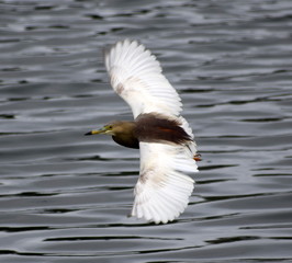 Pond Heron in flight