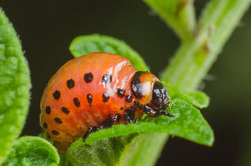 Red larva of the Colorado potato beetle eats potato leaves