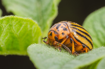 Colorado beetle crawls over potato leaves