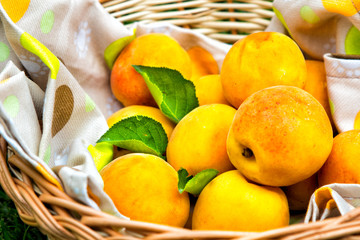 Apricots and peaches in a wooden basket with a tablecloth. Fruit on green fresh grass in the garden.