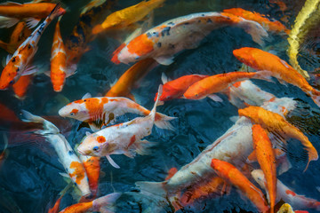 Koi swimming around in the pond, China