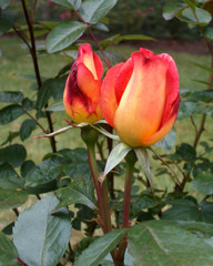 Orange/red Rose2