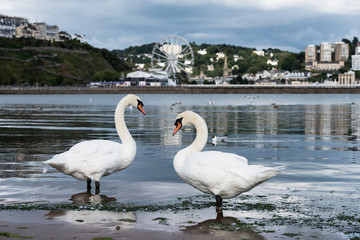 Mute Swan, Swans, Cygnus olor