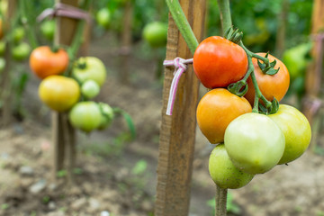 Tomatoes Tomatoes on the field ripen 