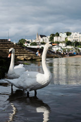 Mute Swan, Swans, Cygnus olor