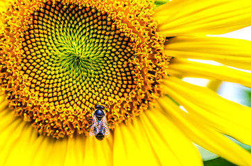 Obraz premium A large bee collects pollen from a sunflower.