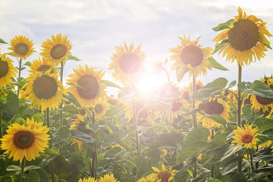 Sunflower flowers in an ecologically clean area with sunny hotspot