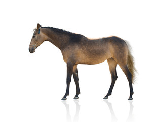 Obraz na płótnie Canvas Exterior of buckskins horse isolated on white background