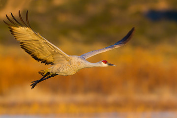 Sandhill Crane (Antigone canadensis) flying