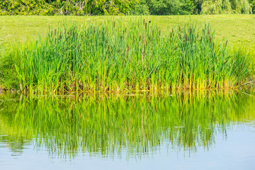 reeds