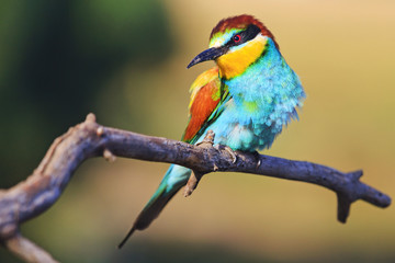 condescending glance an exotic bird