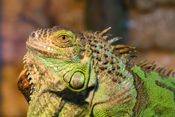 Aggressive green iguana with raised head